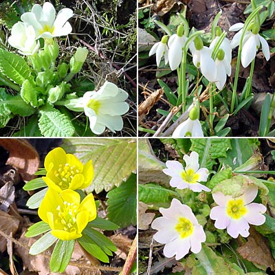 Fr�hlingsbl�ten - spring flowers