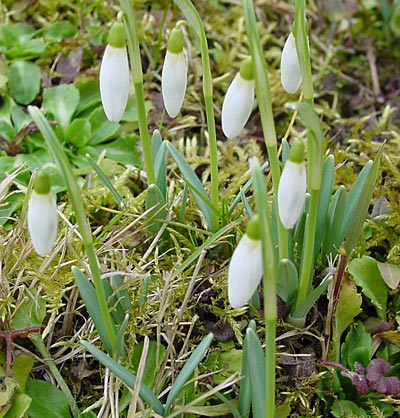 Schneegl�ckchen - snowdrops