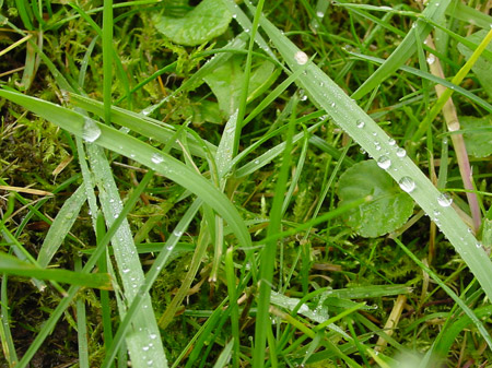 Farbe bekennen: Grasgr�n